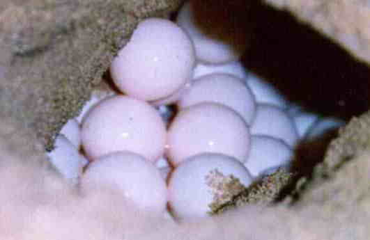 Turtle Eggs