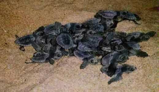 Hatchlings