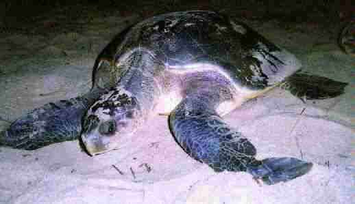 Adult Turtle